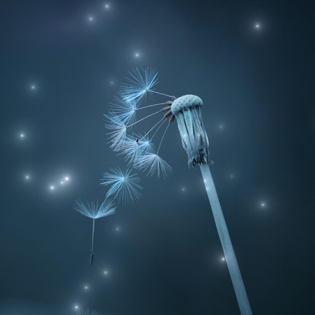 romantic dandelion flower seed in the nature in autumn season Stock Free