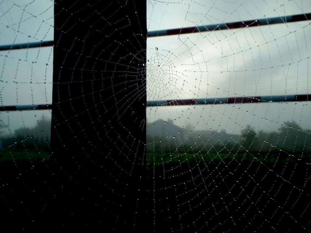 Cobweb Stock Free