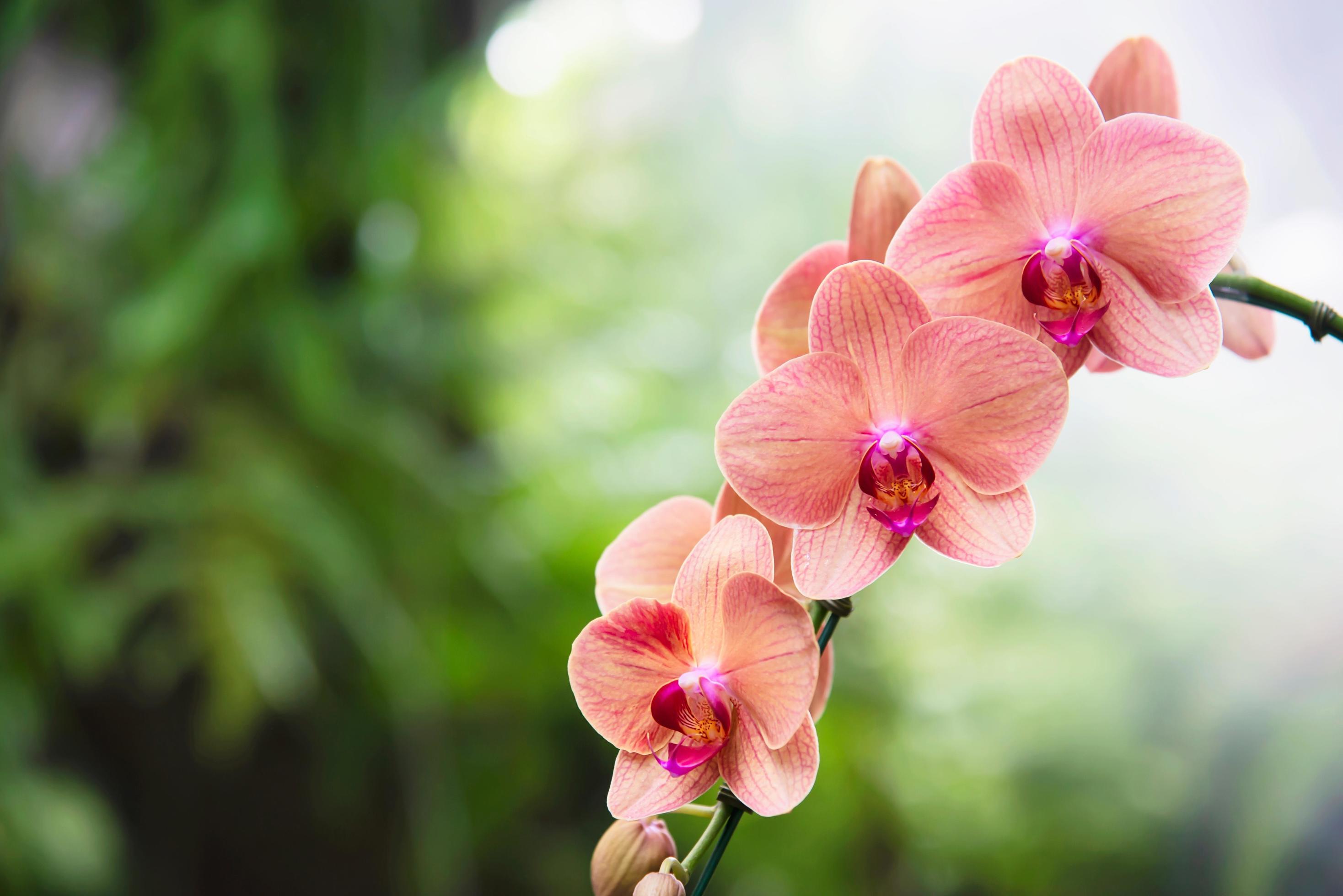 Light orange orchid with green leaf background – beautiful nature flower blossom concept Stock Free