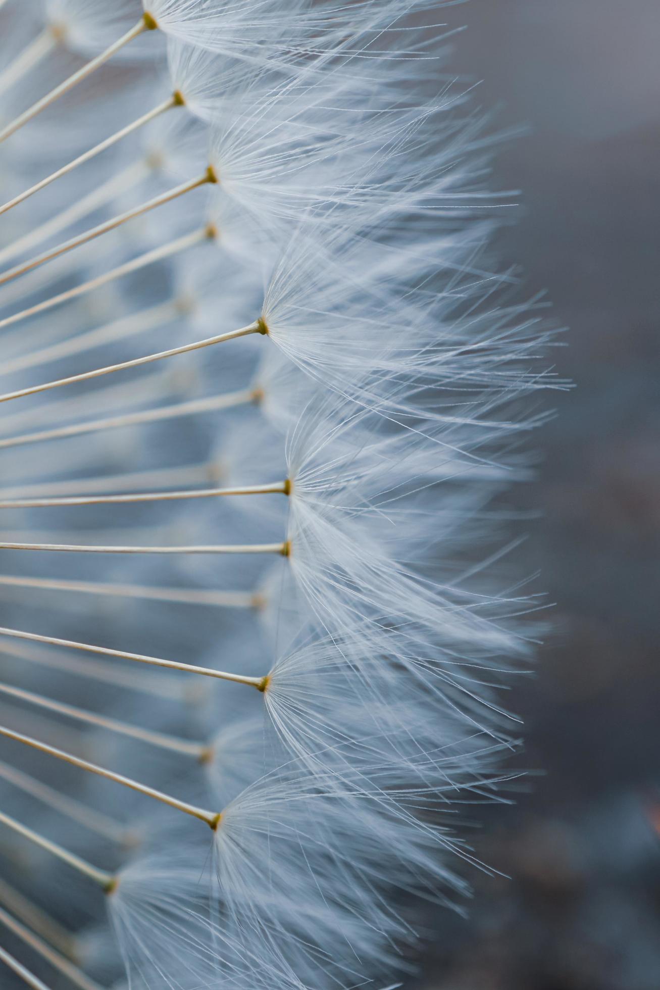 beautiful dandelion flower seed in springtime Stock Free