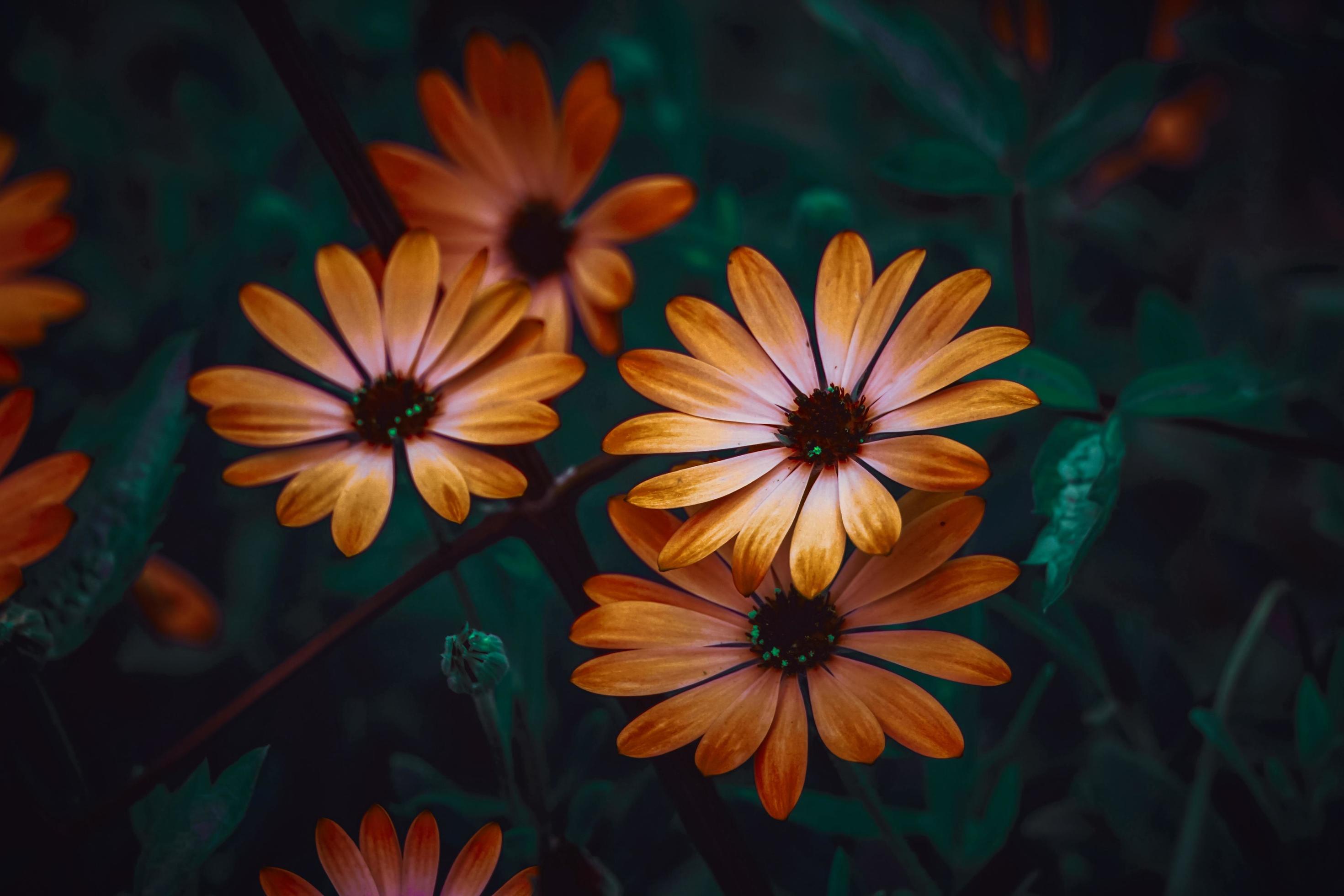 beautiful orange flowers in springtime Stock Free