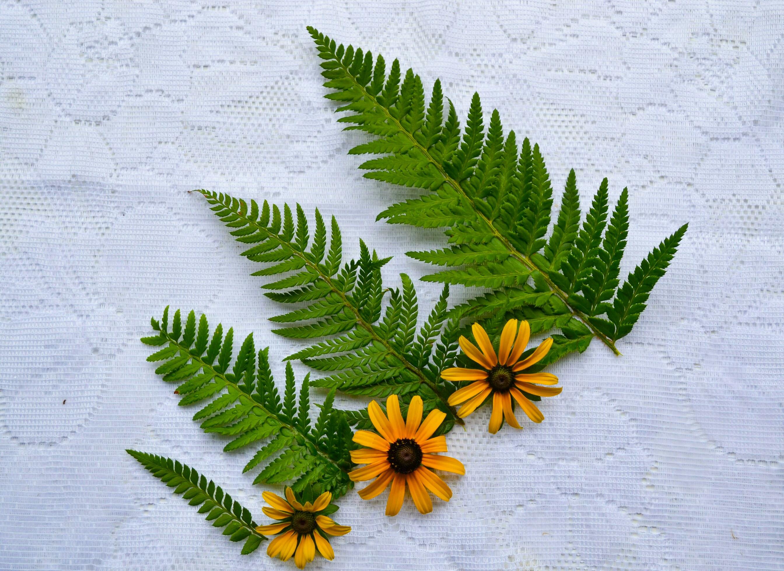 green grass and yellow flower on the plate, breakfast composition for flatlay photos Stock Free