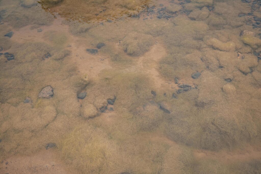 Yellow moss pond scum on waste water containment. The photo is suitable to use for nature background, wild life poster and botanical content media. Stock Free