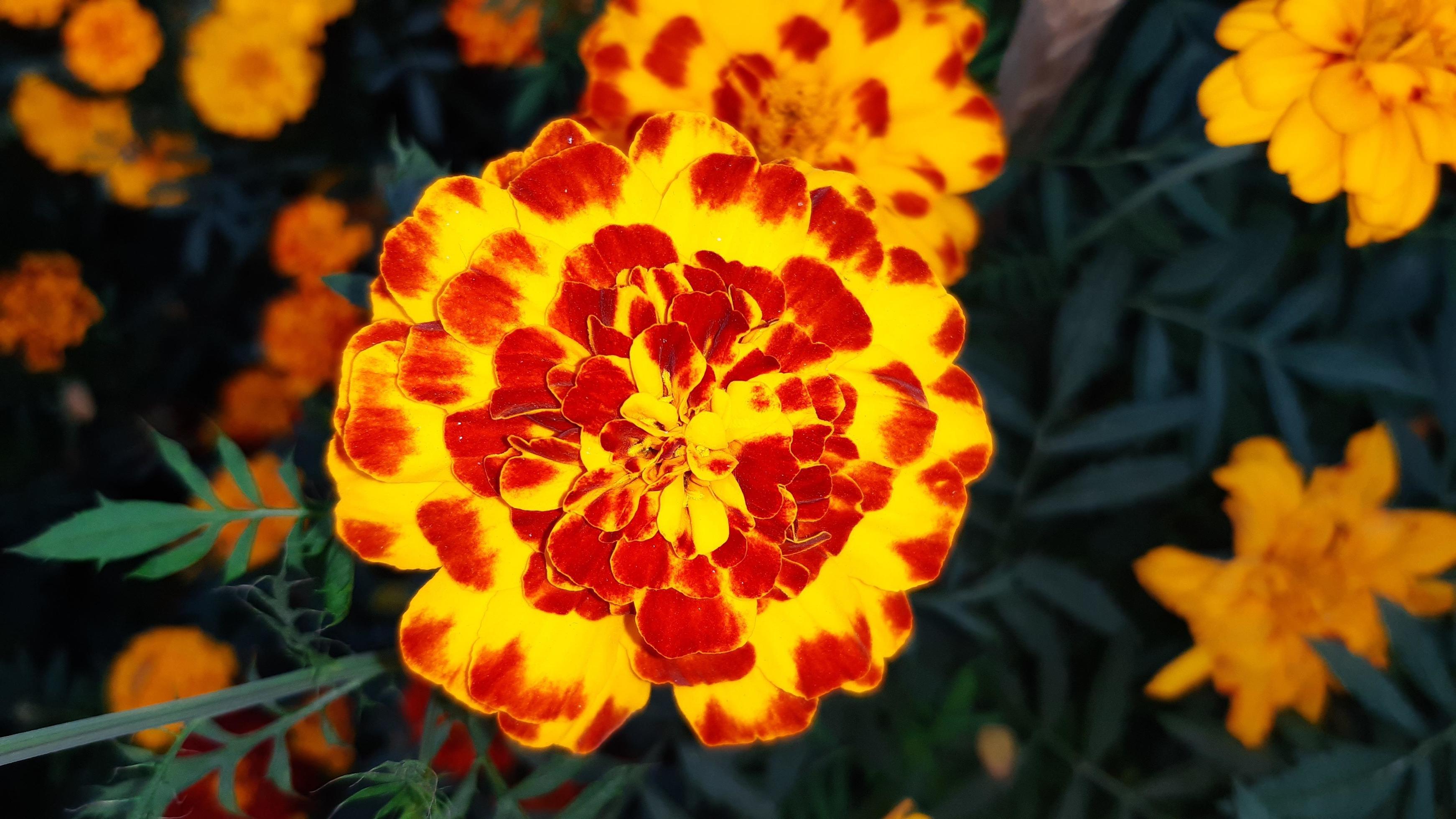 Spring blooming marigold flower Stock Free