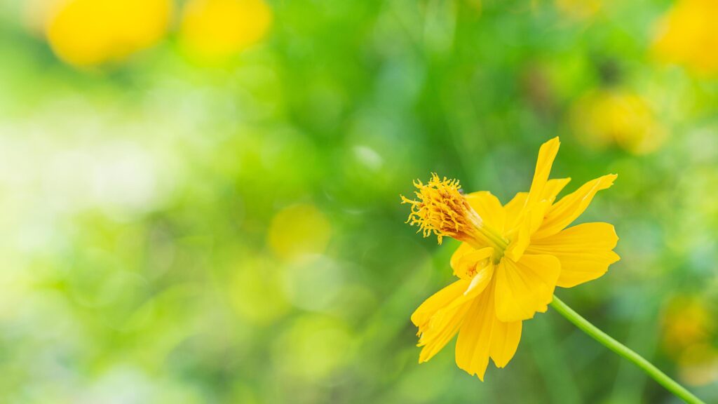 lone yellow flower close up picture and blur bokeh background Stock Free