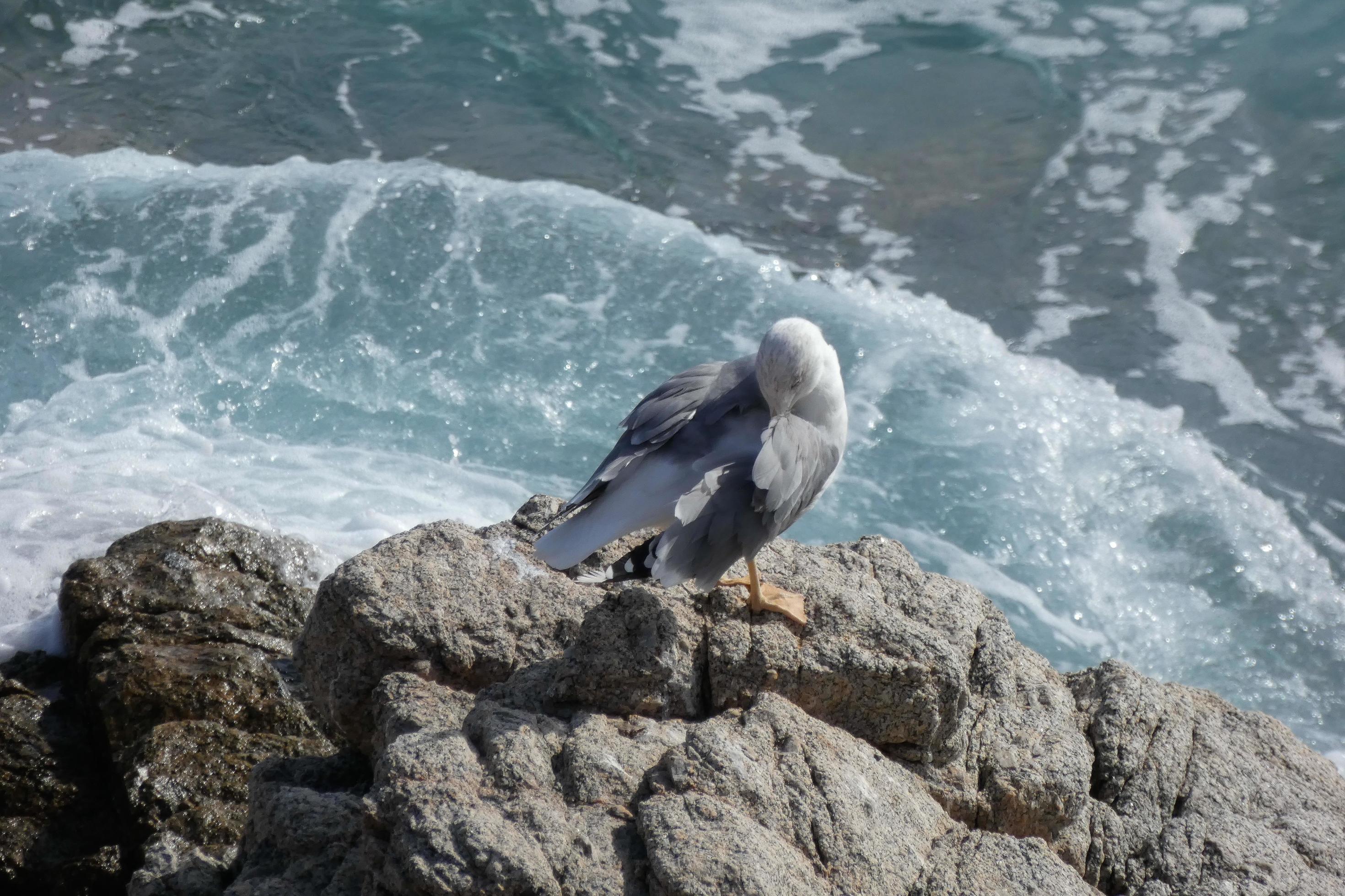 Wild seagulls in nature along the cliffs of the Catalan Costa Brava, Mediterranean, Spain. Stock Free