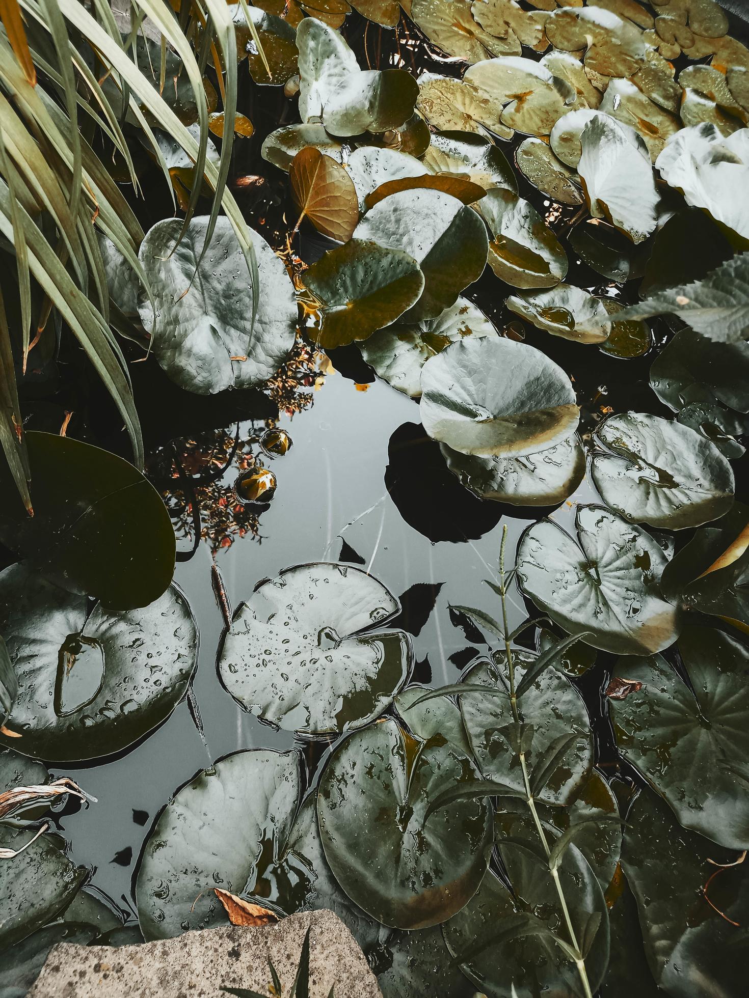 Cute lilly pods. Little wild pond with green leaves, floating on the water. Drops of the rain. Nature background. Stock Free