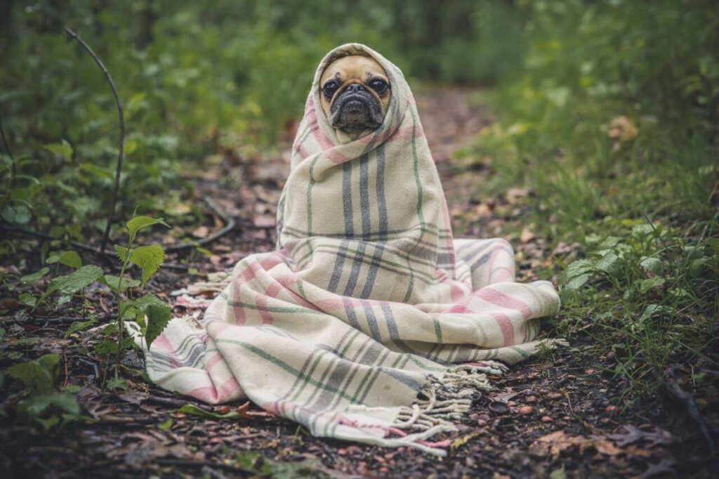 Pug Dog Wrapped Blanket Stock Free