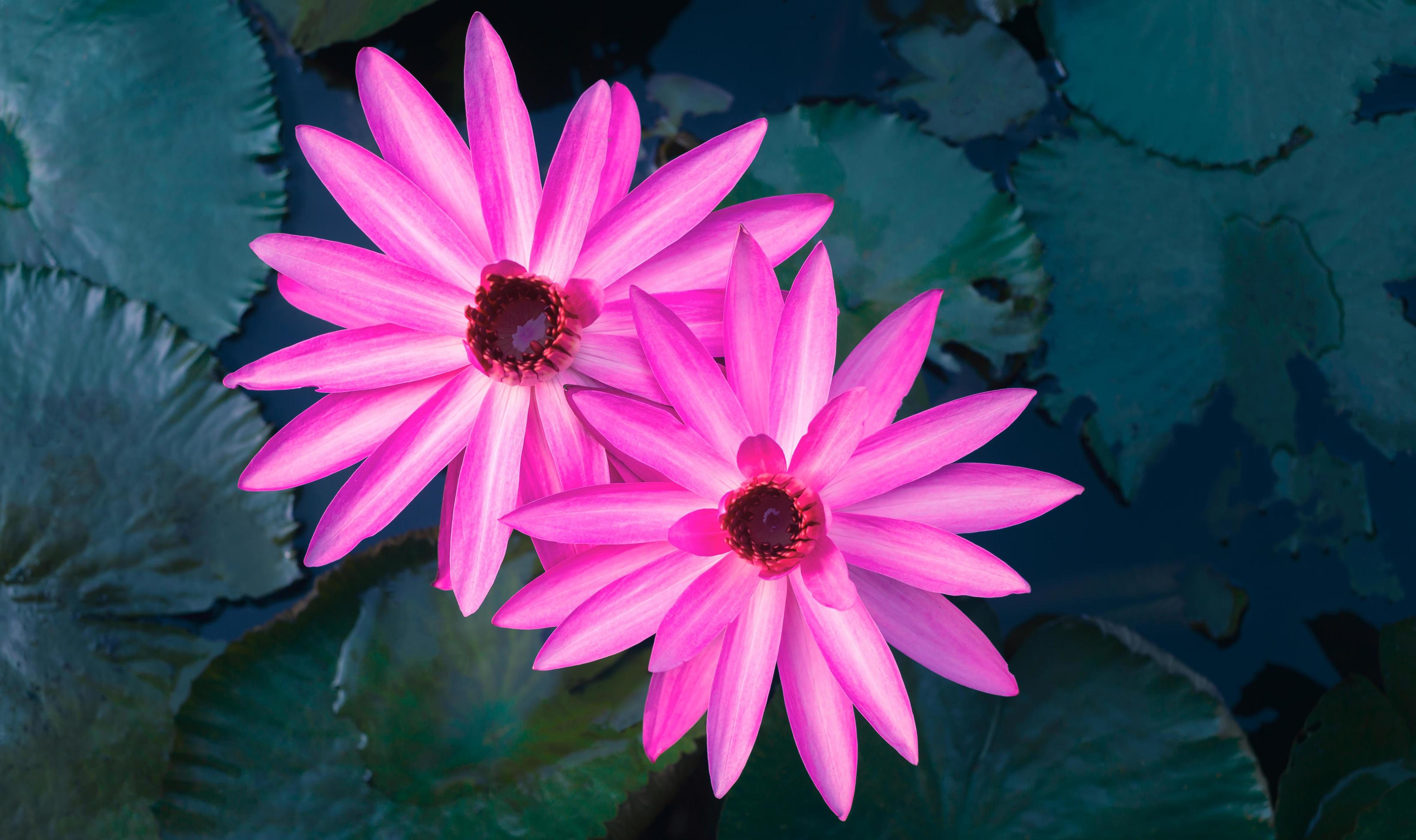 Close-up of beautiful pink waterlily and lotus leaf in the blue pond.lotus flower background Stock Free