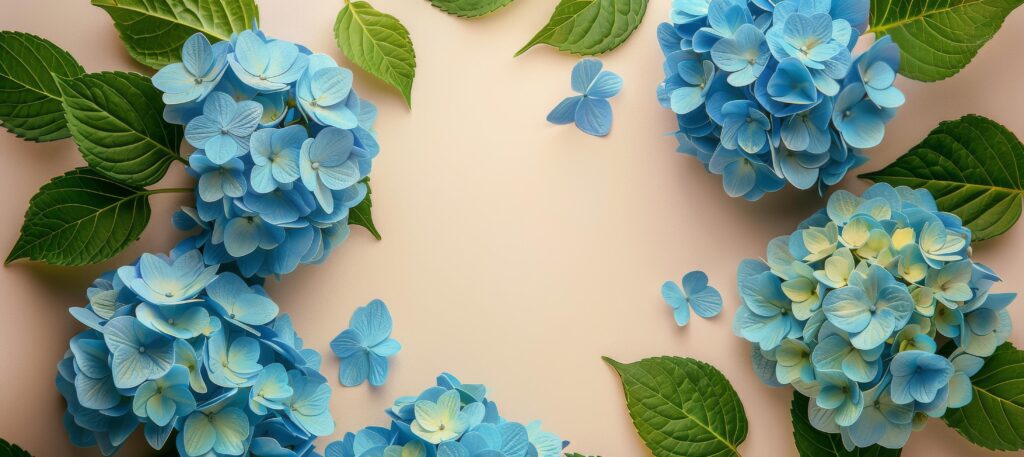 Blue Hydrangea Flowers and Green Leaves on a Peach Background Stock Free