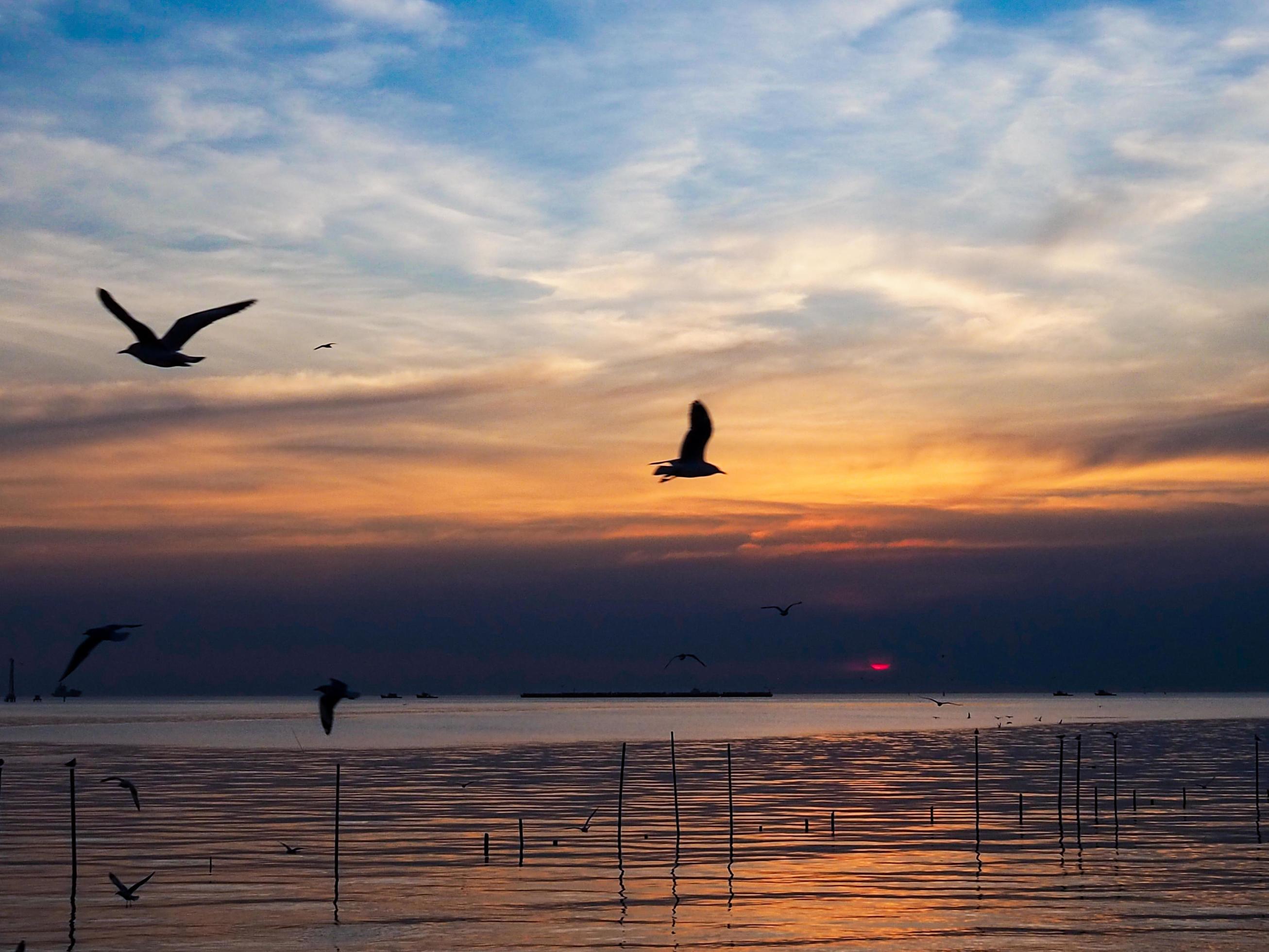 Flock of birds flies above the sea surface. Bird flying back to nest in natural sea and golden sky background during beautiful sunset. Stock Free