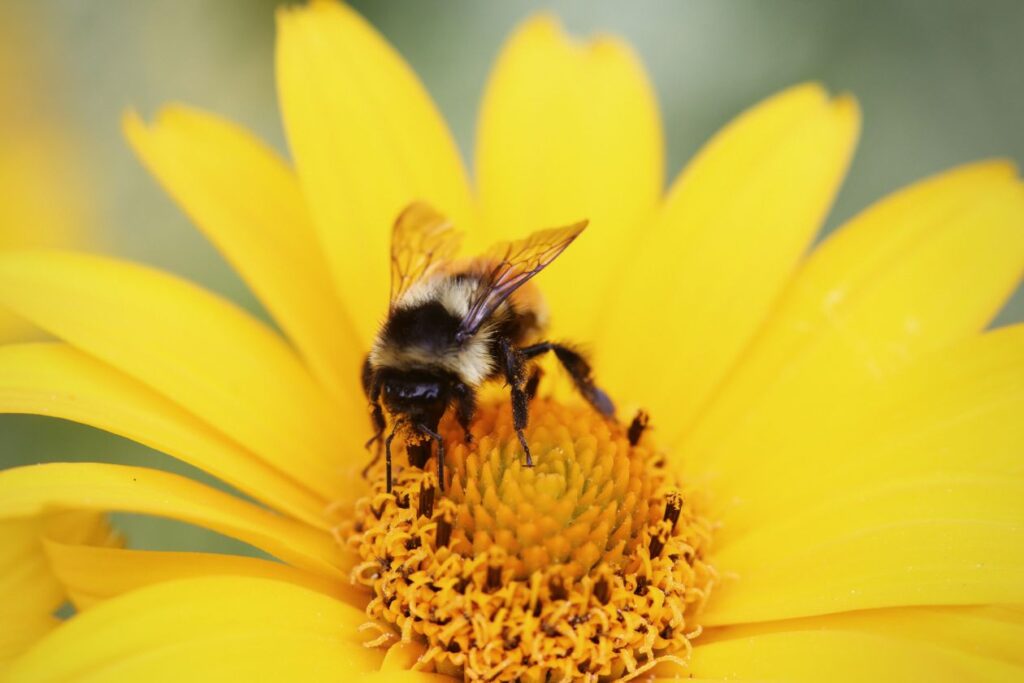 Collecting pollen Stock Free