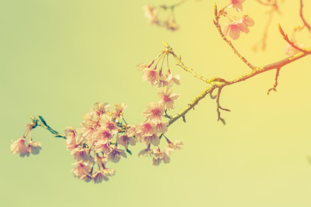 cherry blossom vintage and sotf light for natural background Stock Free