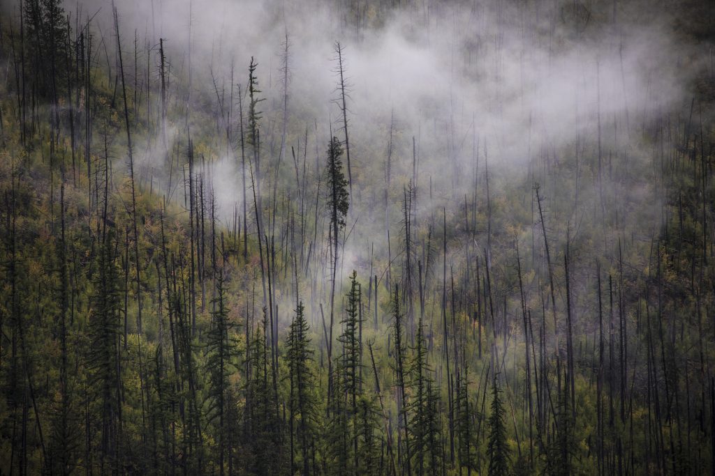 Free Stock Photo by GlacierNPS – n.1469 –