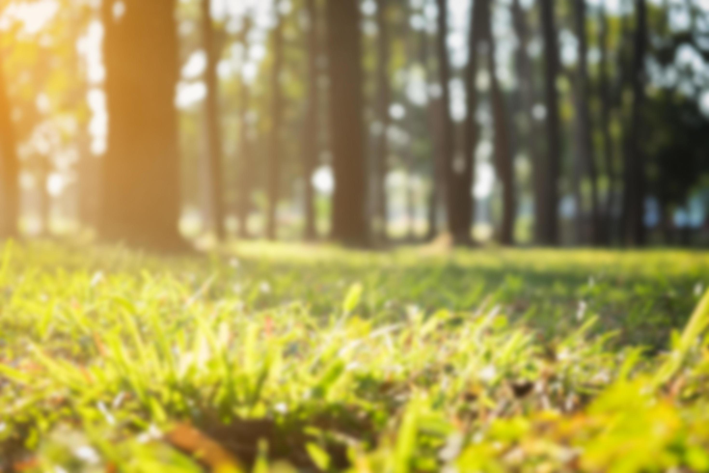 Forest nature under the morning sun blurred background. Stock Free