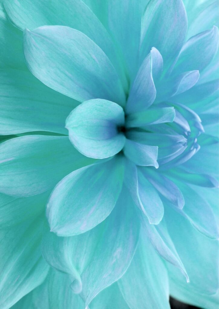 Single blue chrysanthemum flower on black background, reflection, close up. Stock Free