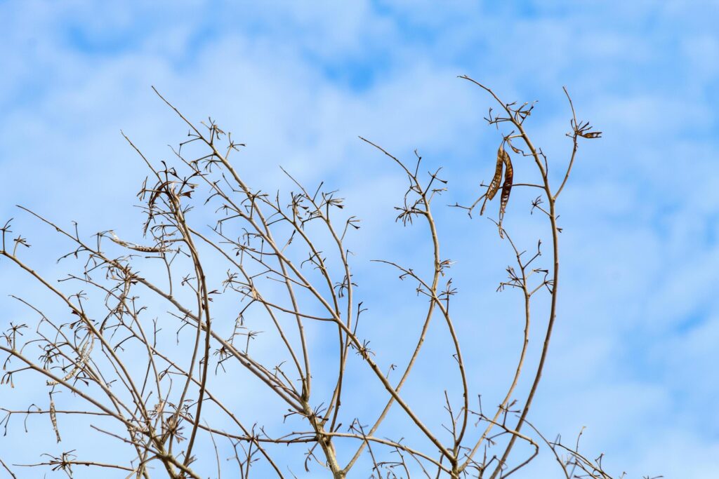 Tree branches and twigs, cloudy sky background Stock Free