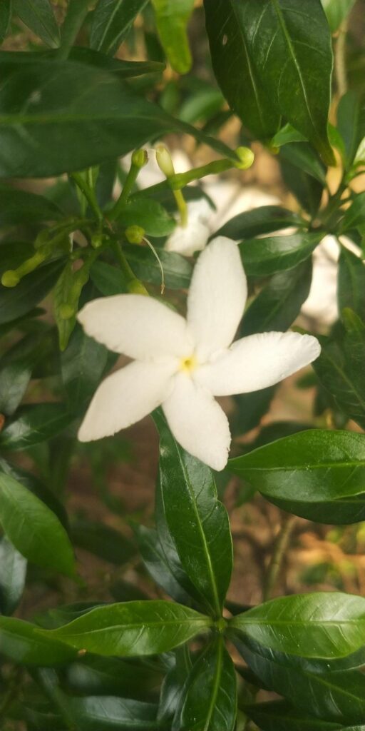 Beautiful jasmine flower Stock Free