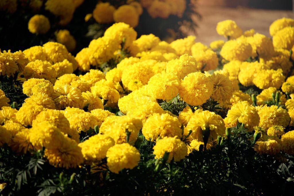 Beautiful yellow marigold flowers blooming in the summer garden Stock Free