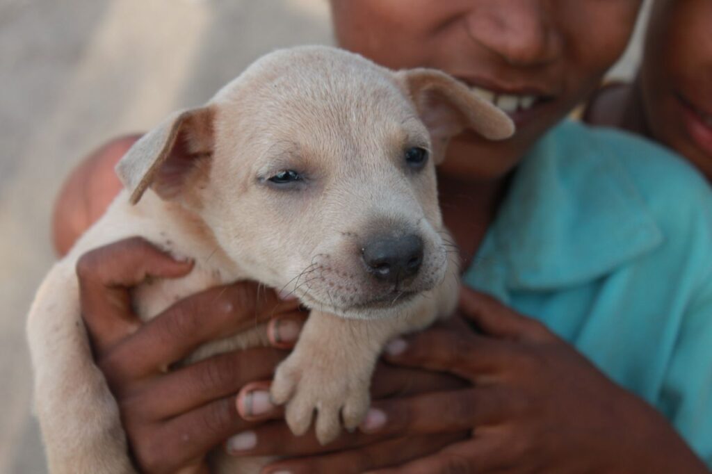 Boy Holding Puppy Stock Free