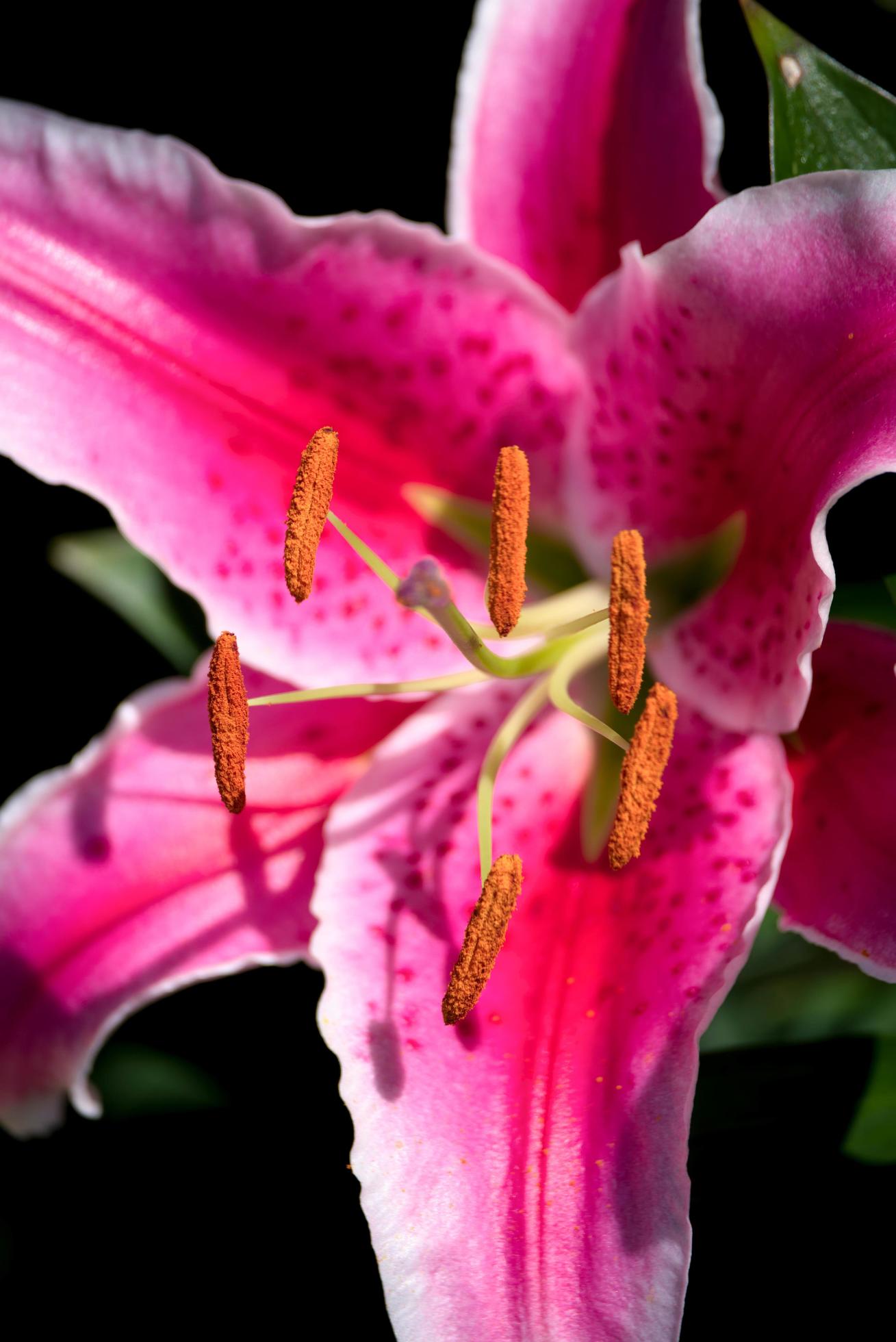 Pink Spotted Lily Flowering in Sussex Stock Free