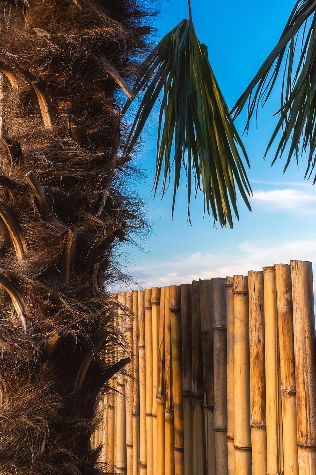 Abstract background on a tropical holiday theme. Tropical background on the seashore with palm tree and bamboo fence. Stock Free