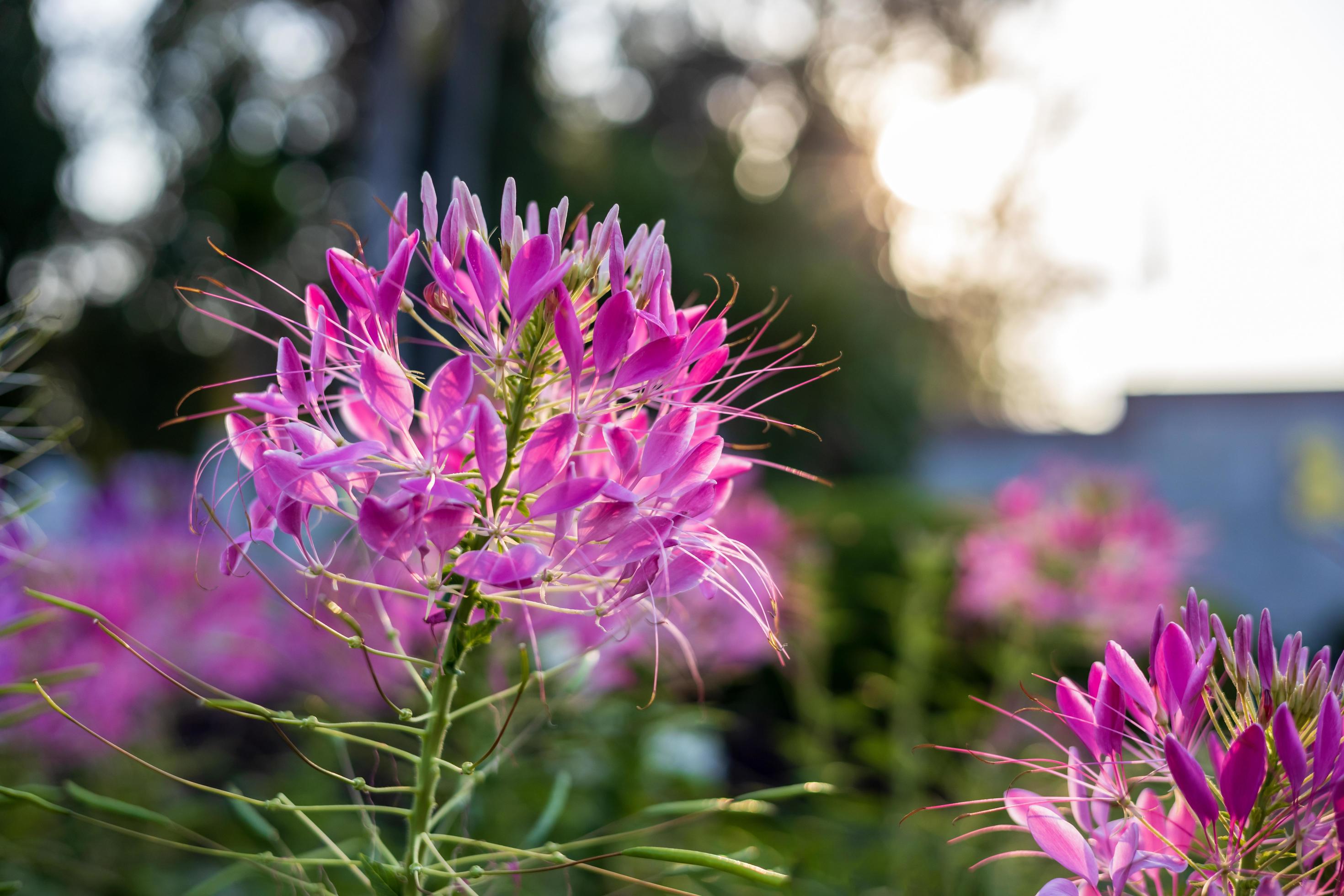 Close-up view of a purple-pink spider flower blooming in the sunlight. Stock Free