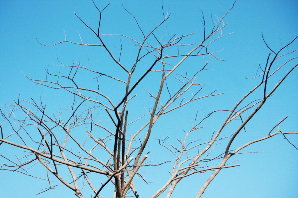 Dry tree Branch on blue sky with natural sunlight in Summer season Stock Free