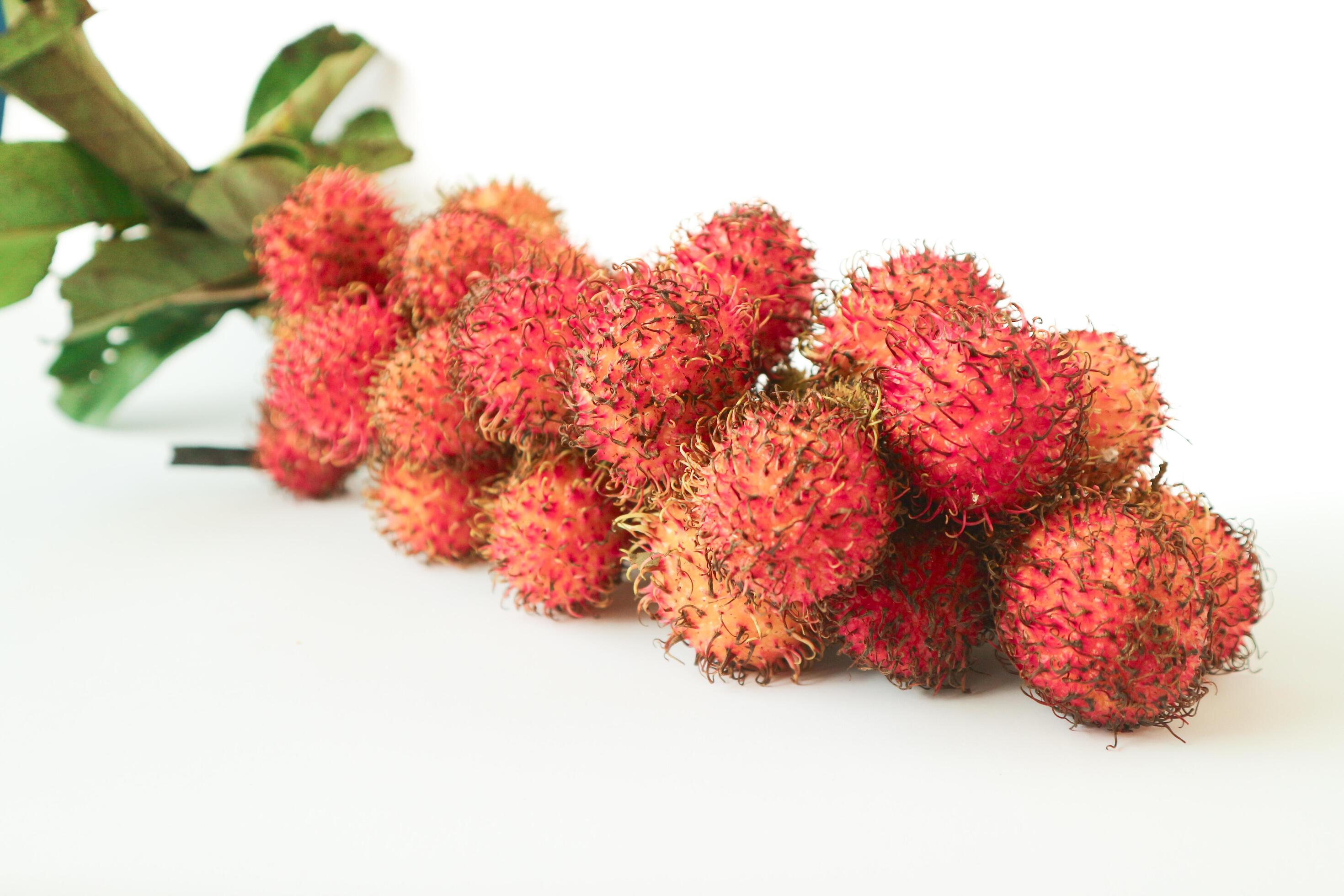 Rambutan taxonomic name, Nephelium lappaceum is a medium sized tropical tree in the Sapindaceae family Stock Free