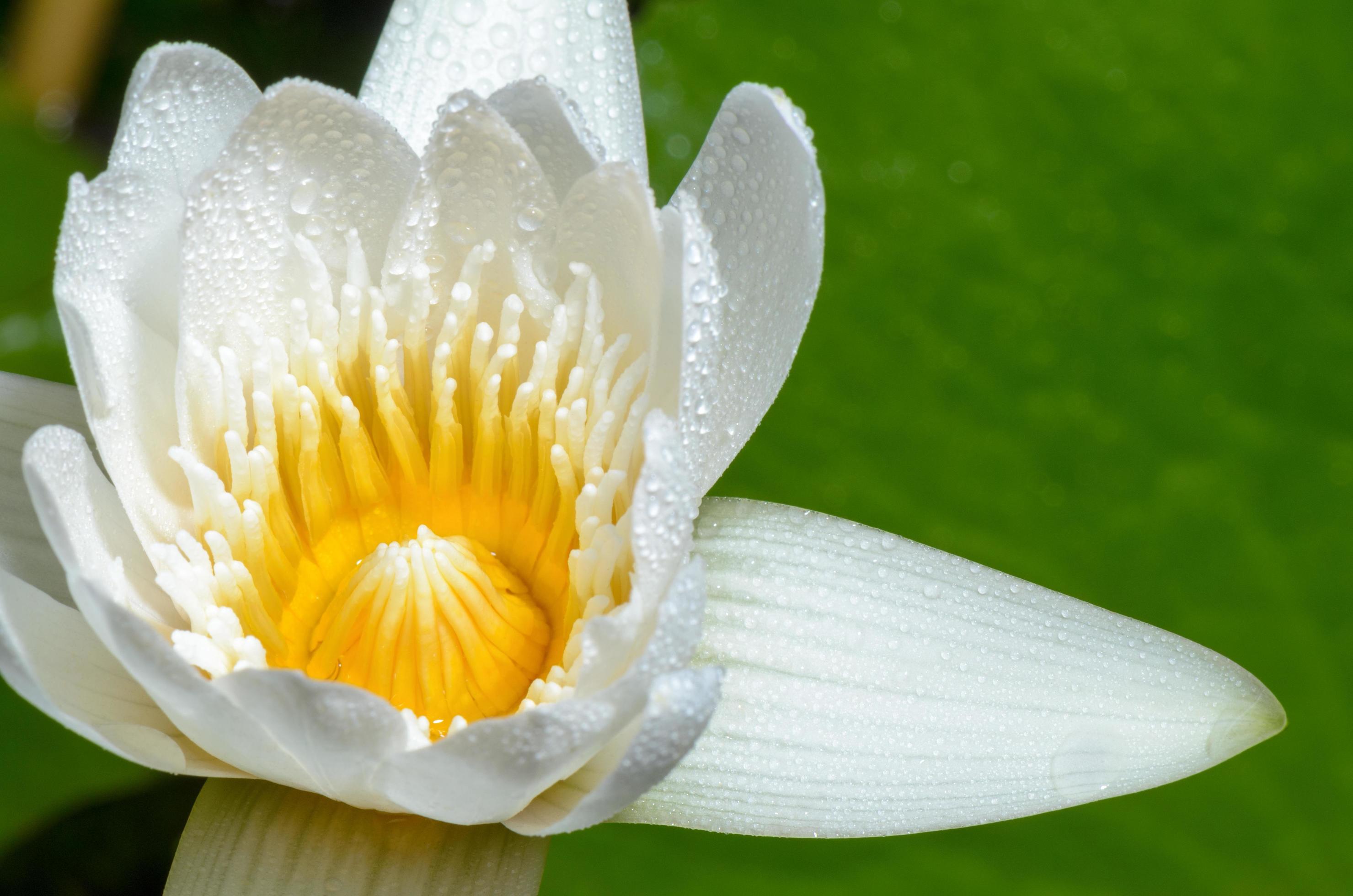 White lotus flower Stock Free