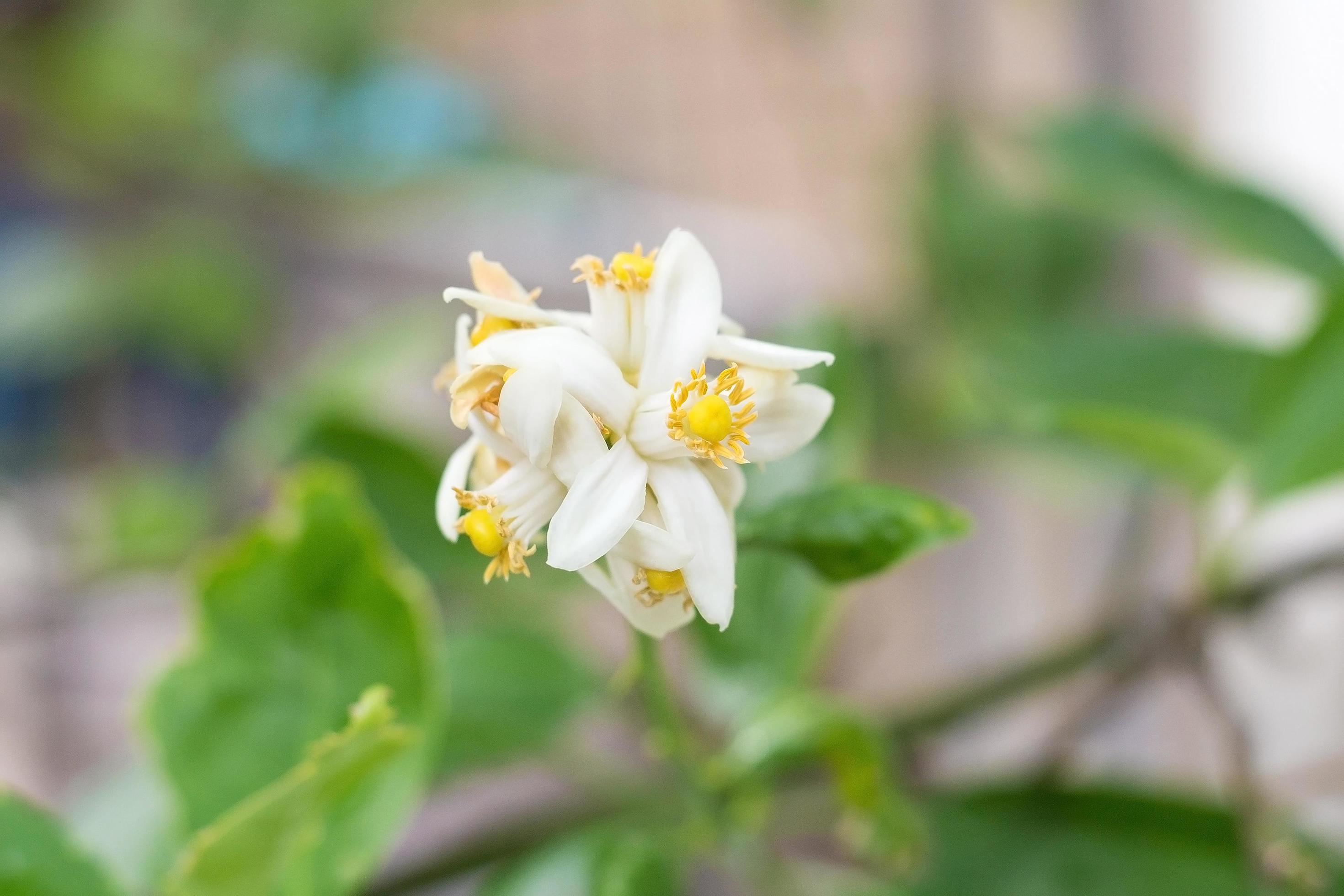 White lime flowers, fresh and fragrant On the lime tree with bokeh background Stock Free