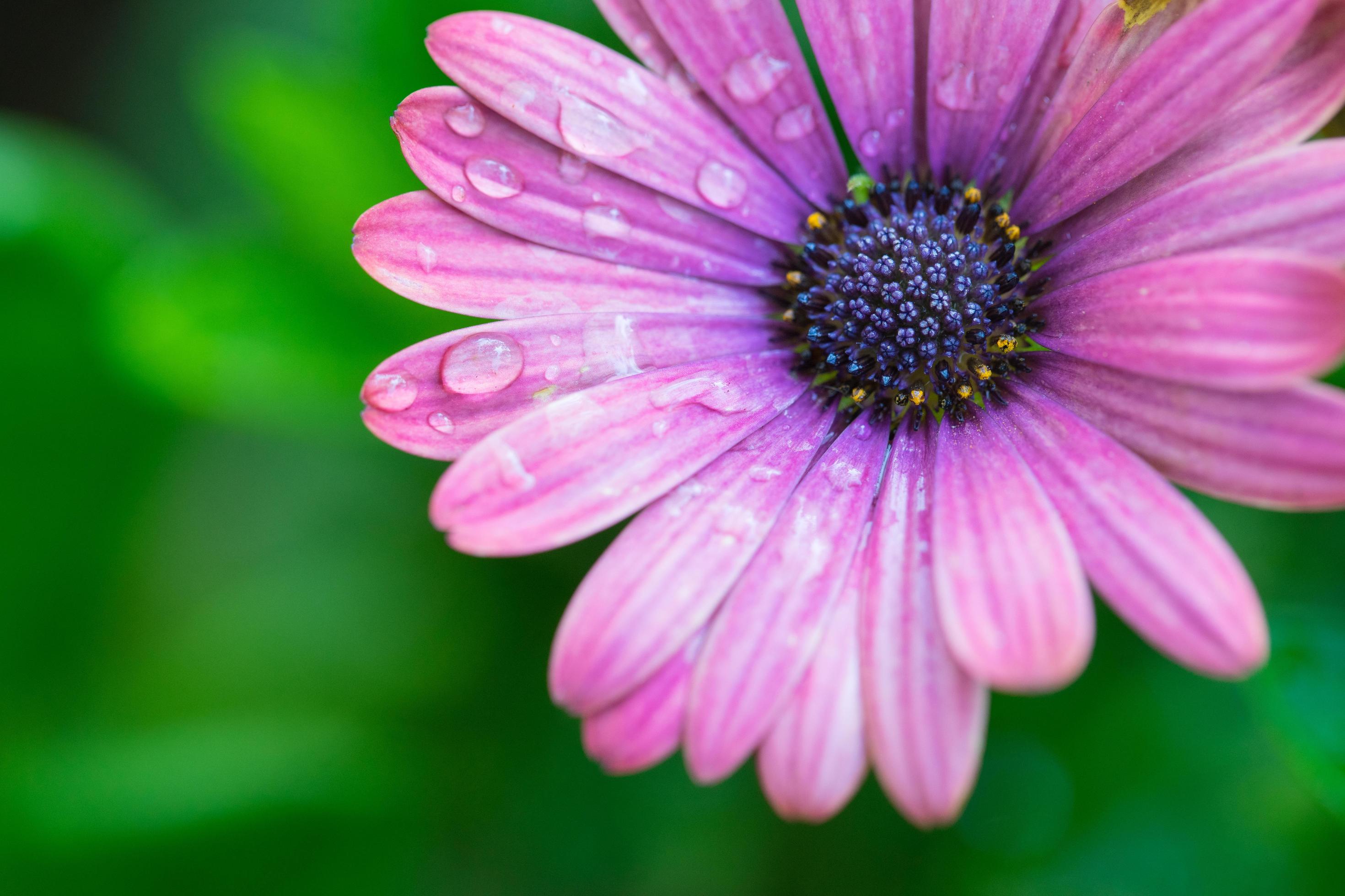 Close up macro beautiful pink flower Stock Free