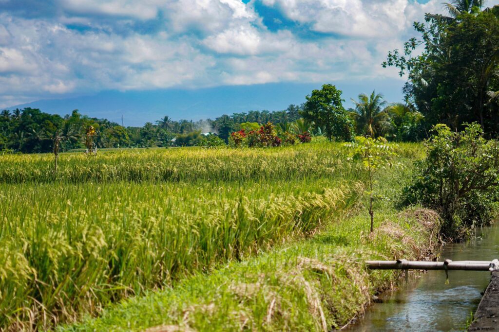 beautiful green paddy plants rice fields nature in Tabanan, Bali Stock Free