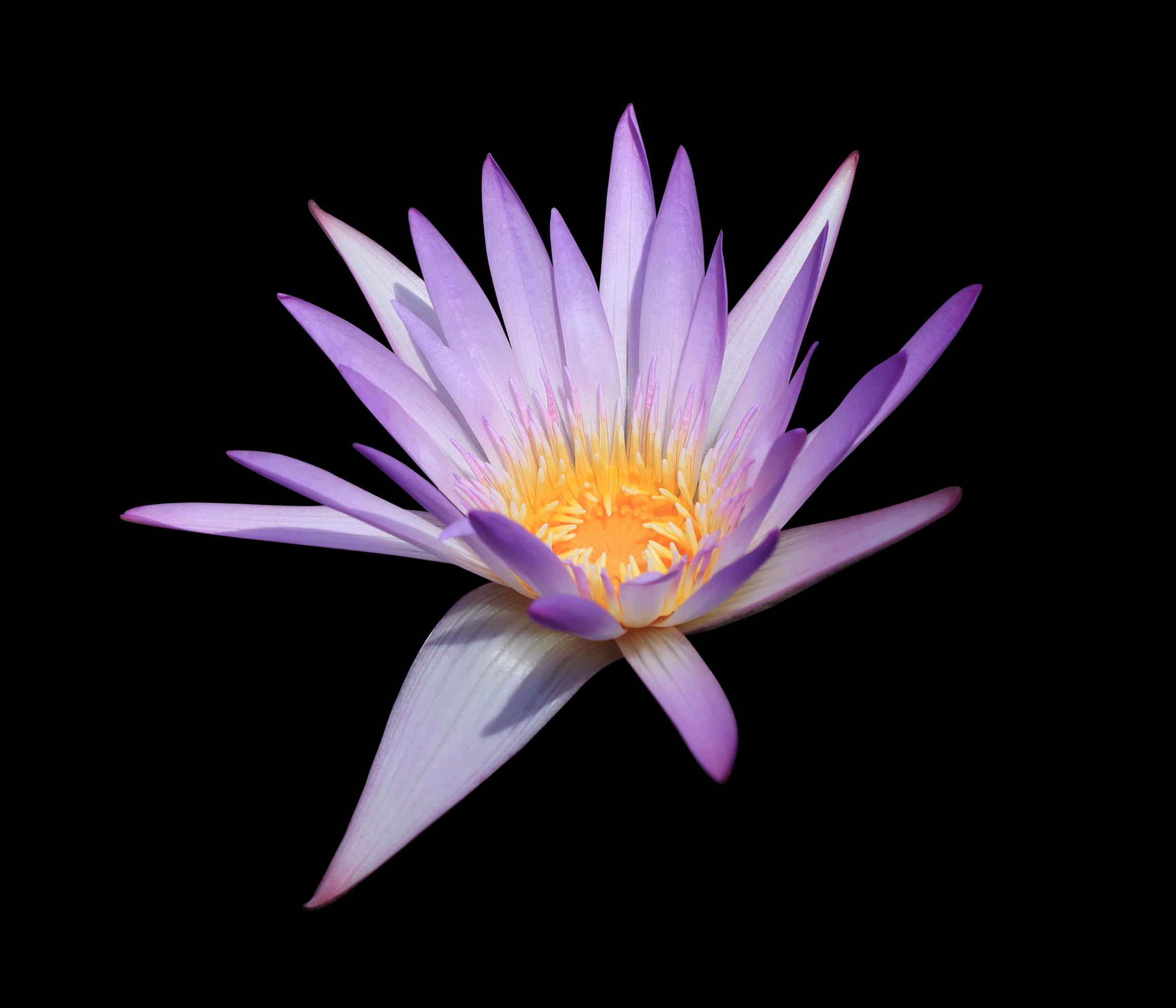 Nymphaea or Waterlily or Lotus flowers. Close up blue-purple lotus flower isolated on white background. The side of water lily. Stock Free