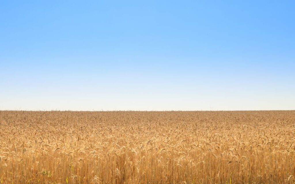 A golden field Stock Free