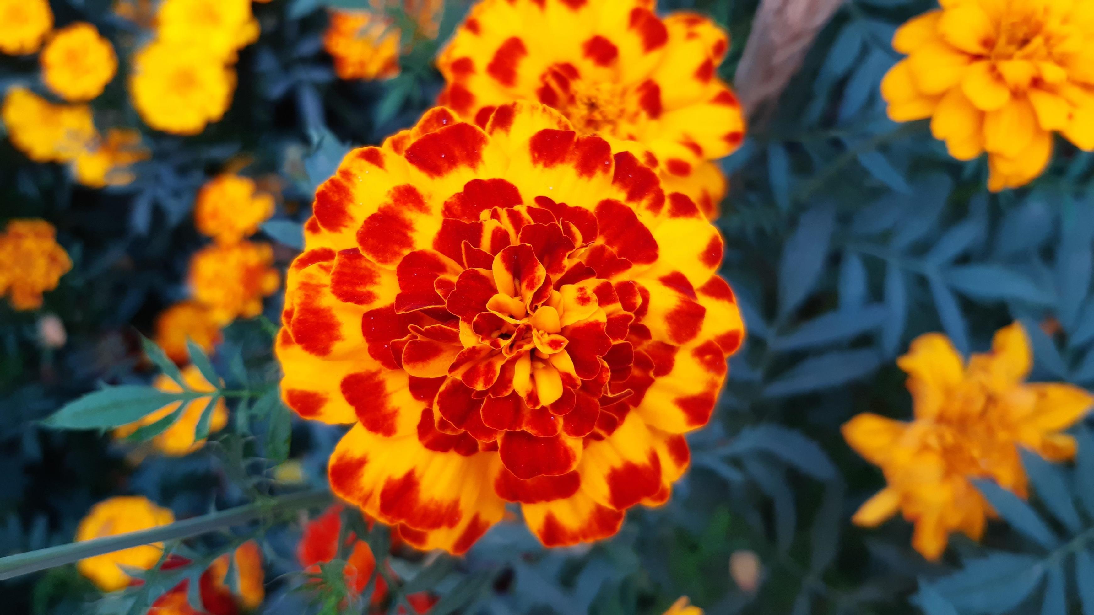 Tagetes erecta, the Aztec marigold, Mexican marigold, big marigold, spring blooming flower Stock Free