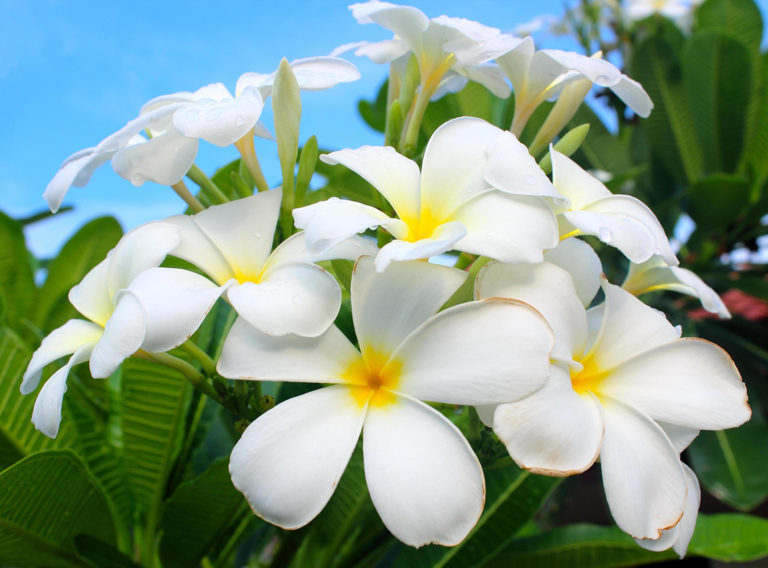 white and yellow frangipani flowers with leaves in background Stock Free