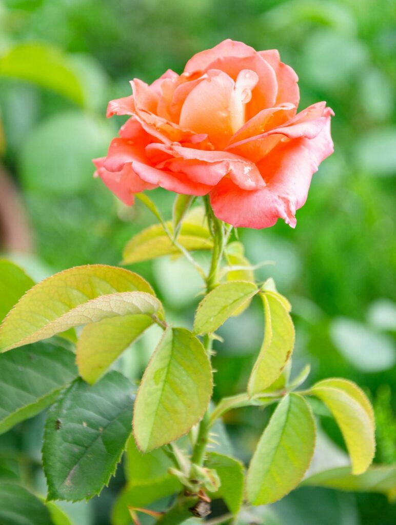 Scarlet rose in the garden on a sunny summer day. The beauty of flowers. Stock Free