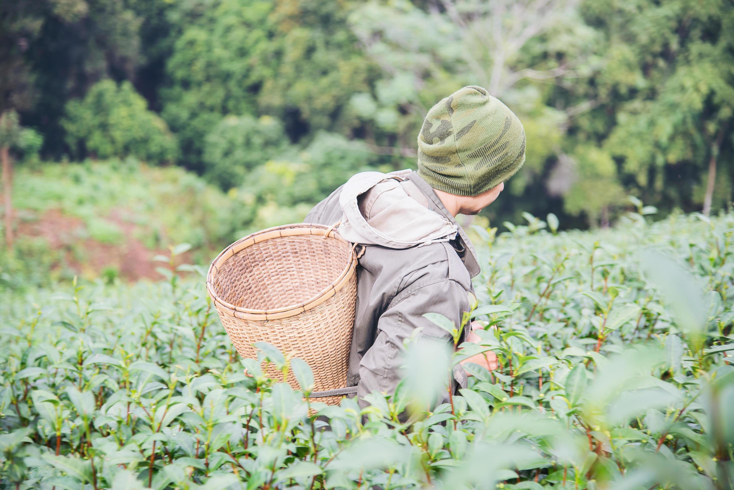 Man harvest – pick fresh green tea leaves at high land tea field in Chiang Mai Thailand – local people with agriculture in high land nature concept Stock Free