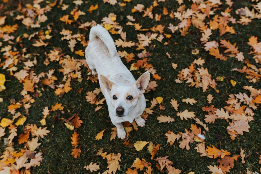 Autumn walk with dogs Stock Free