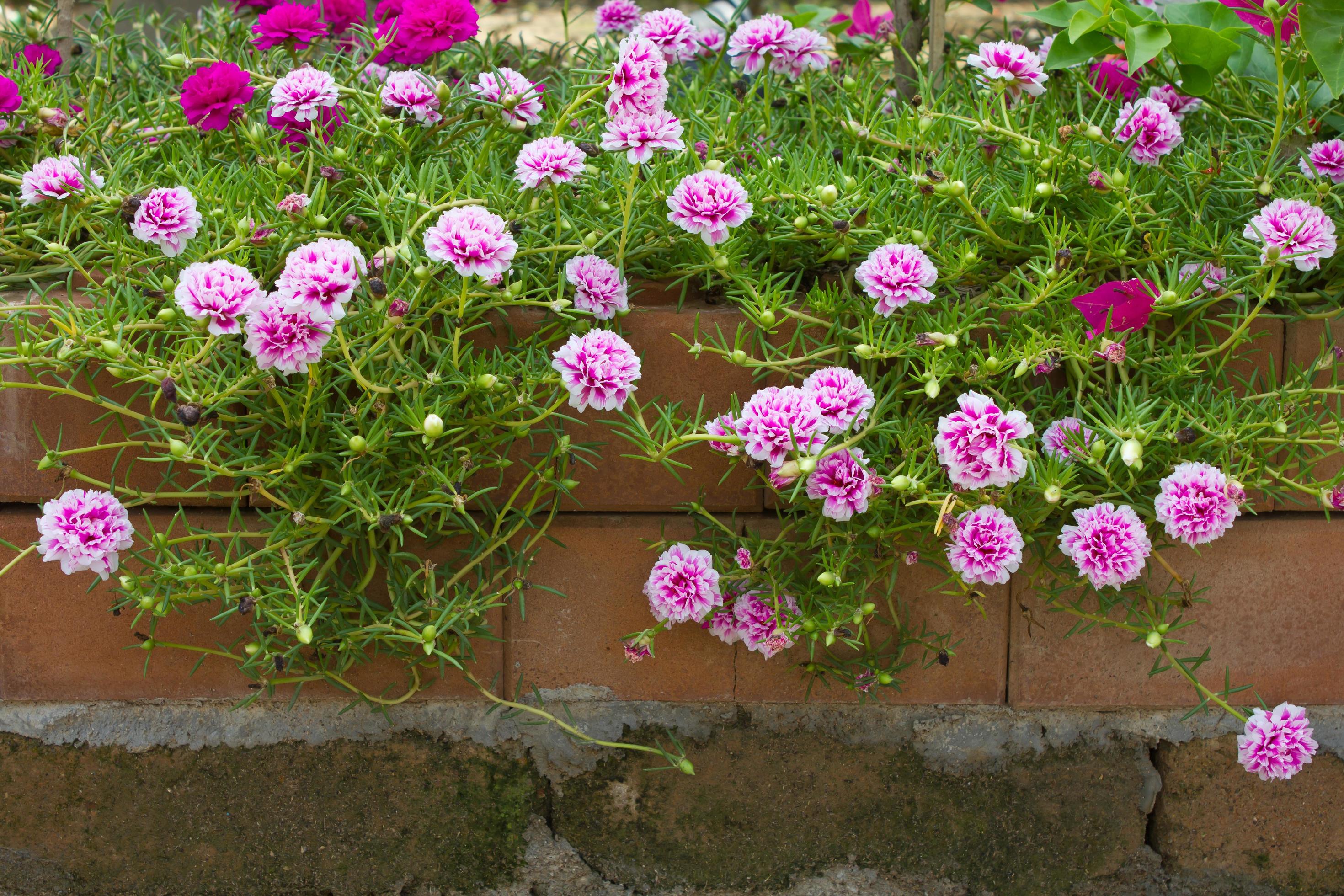 Little Common flowers on the bricks. Stock Free