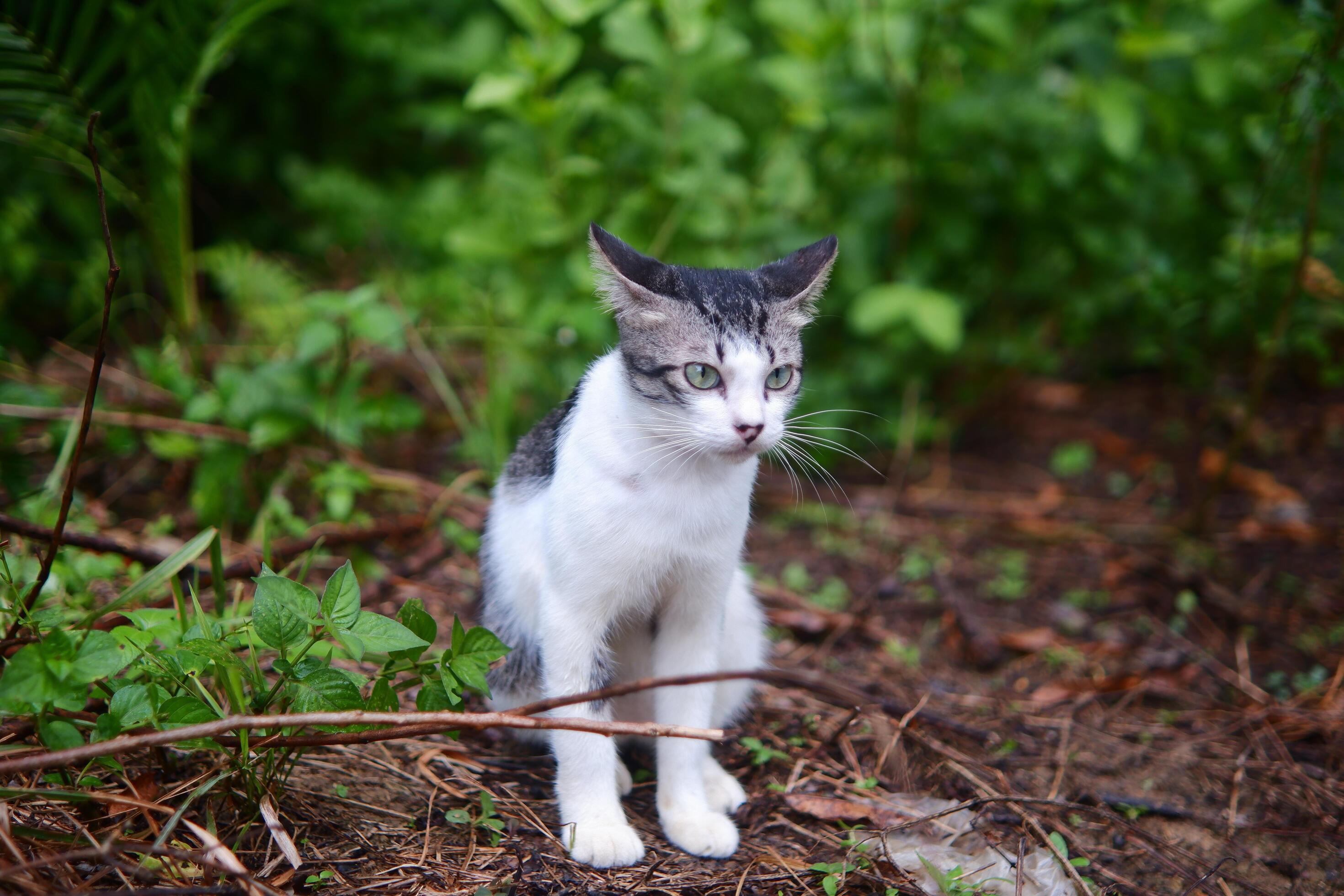 photography portrait of a black and white teenage cat with an outdoor background Stock Free