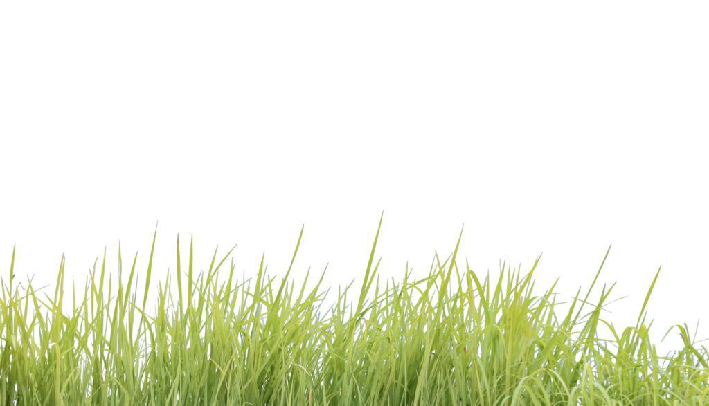 A cut-out of a clump of green tall grass on a white background with clipping paths. Stock Free