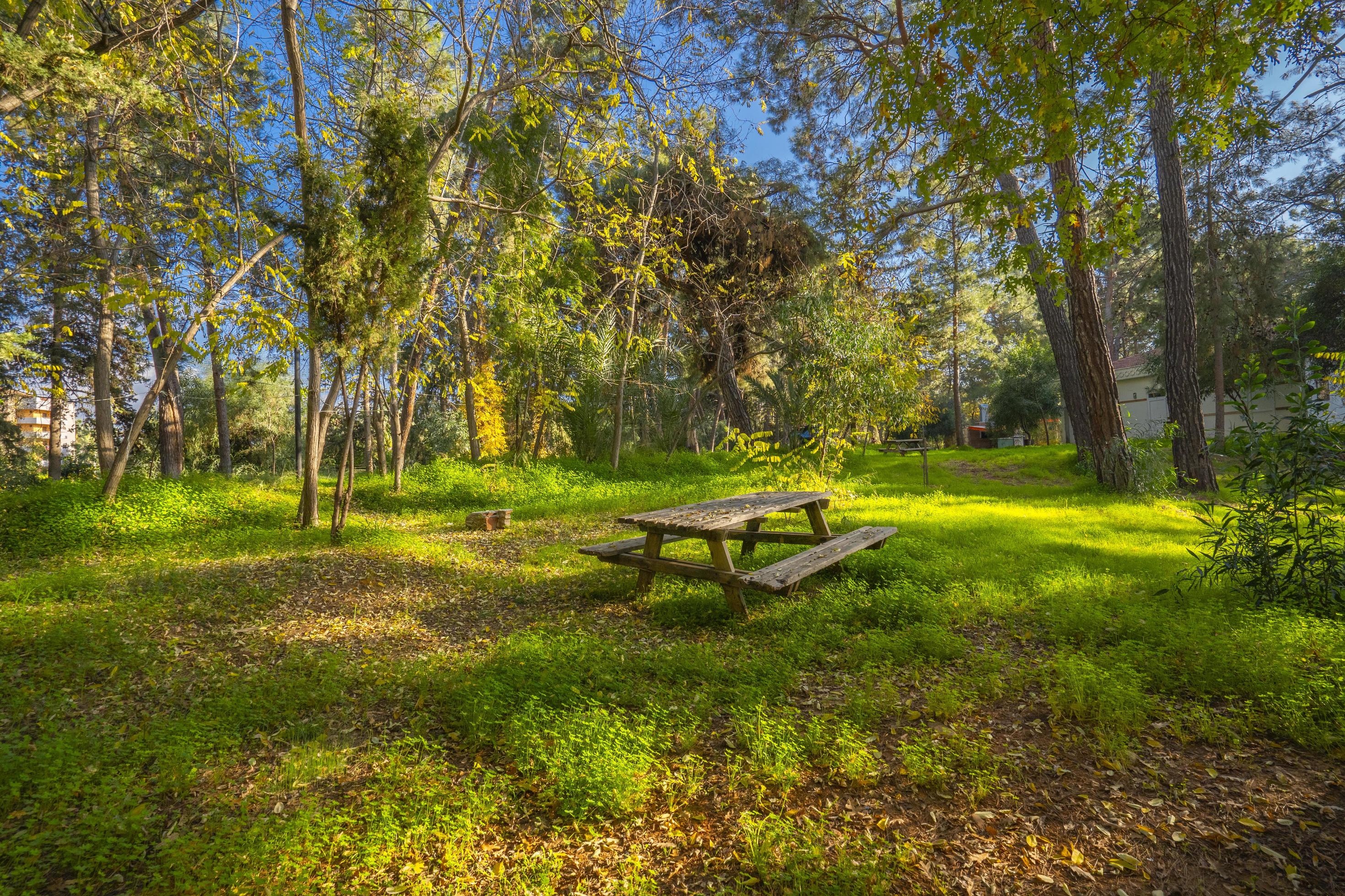 peaceful natural environment in the forest Stock Free