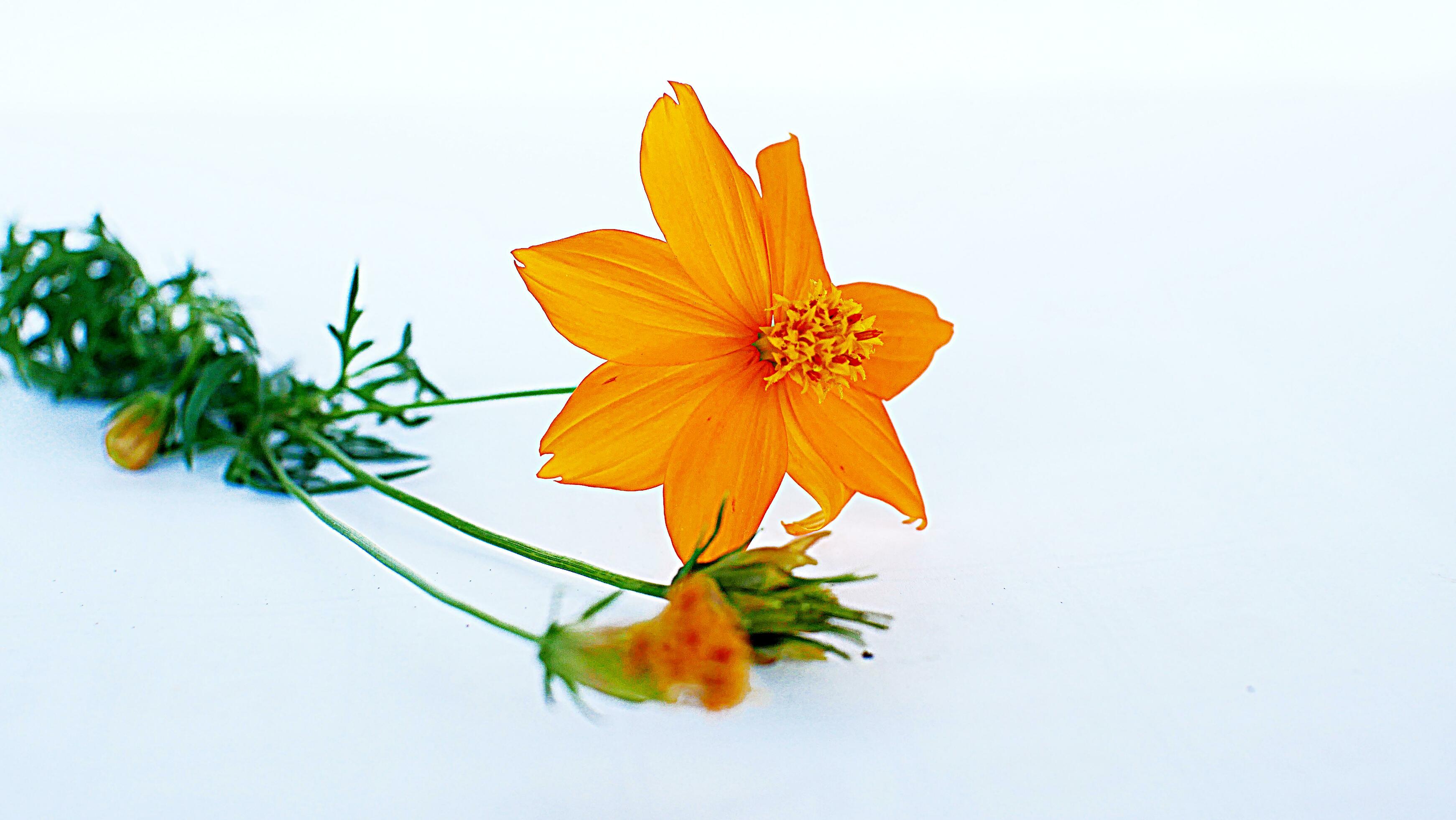 Beautiful flower on a white background Stock Free