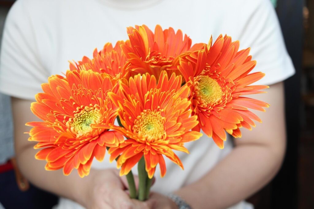 Beautiful orange gerbera daisy bouquet in hand, spring summer flower blooming. Stock Free