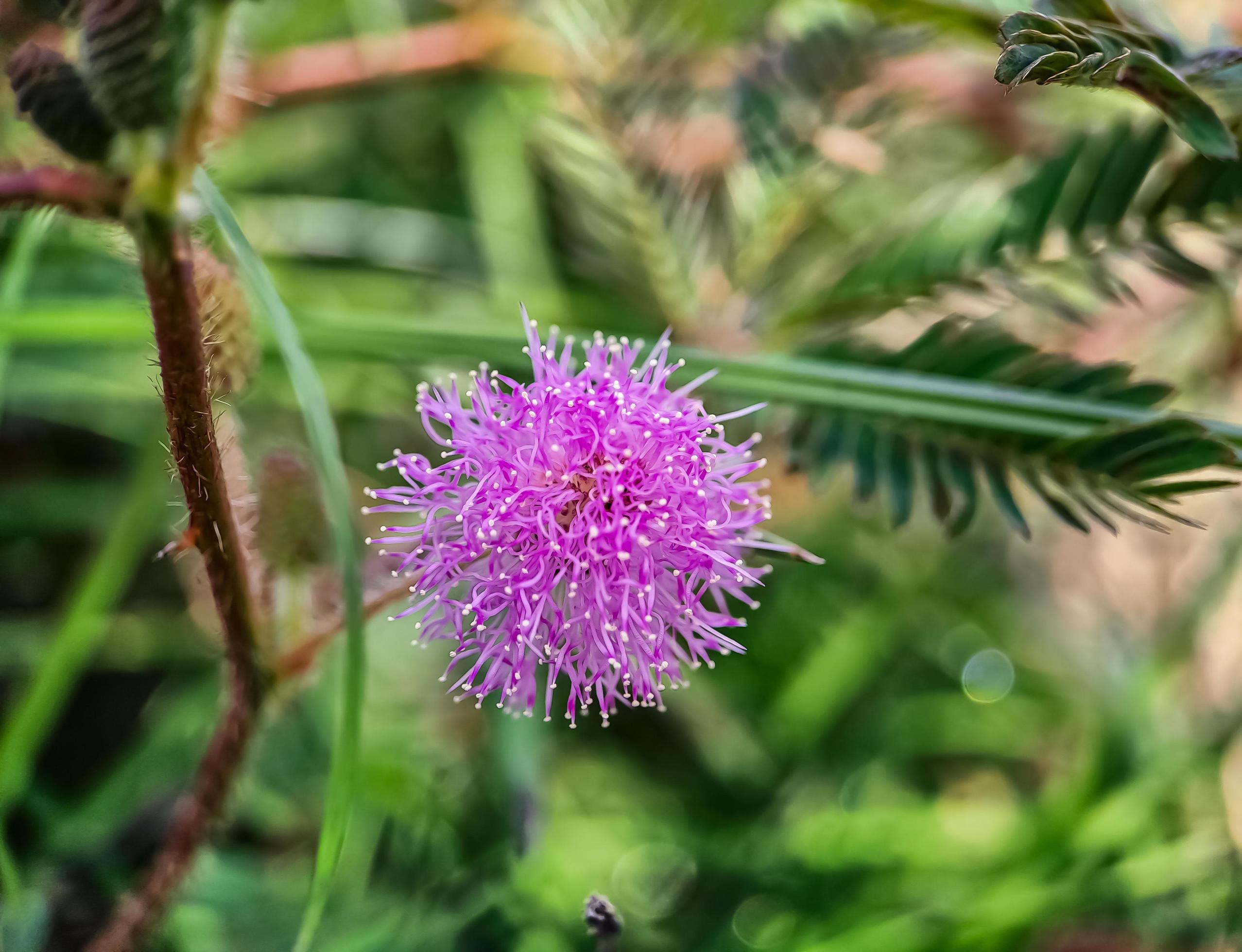 Mimosa strigillosa is a member of the original and perennial pea family, the Fabaceae family Stock Free