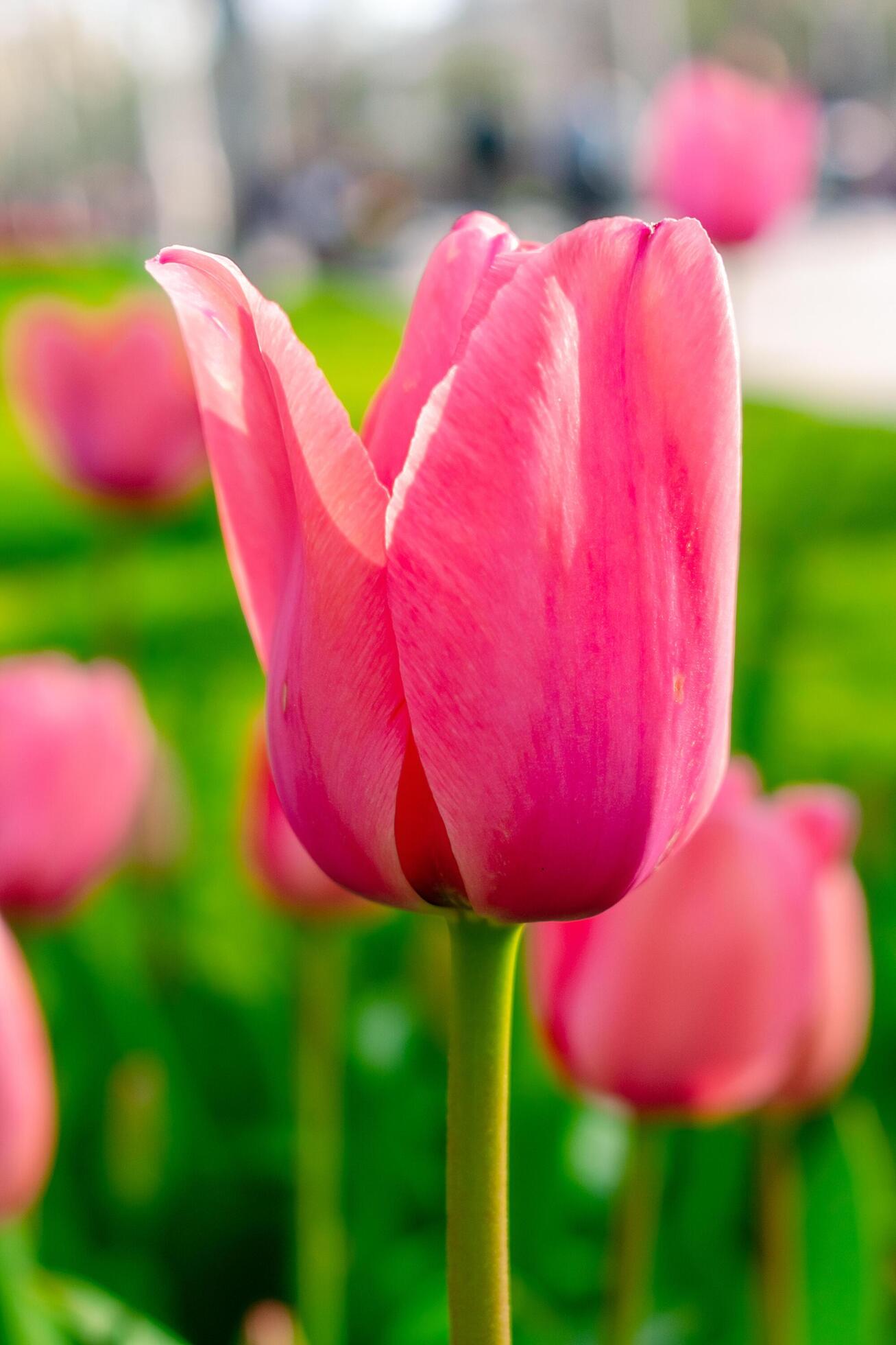 Background of many bright pink tulips. Floral background from a carpet of bright pink tulips. Stock Free