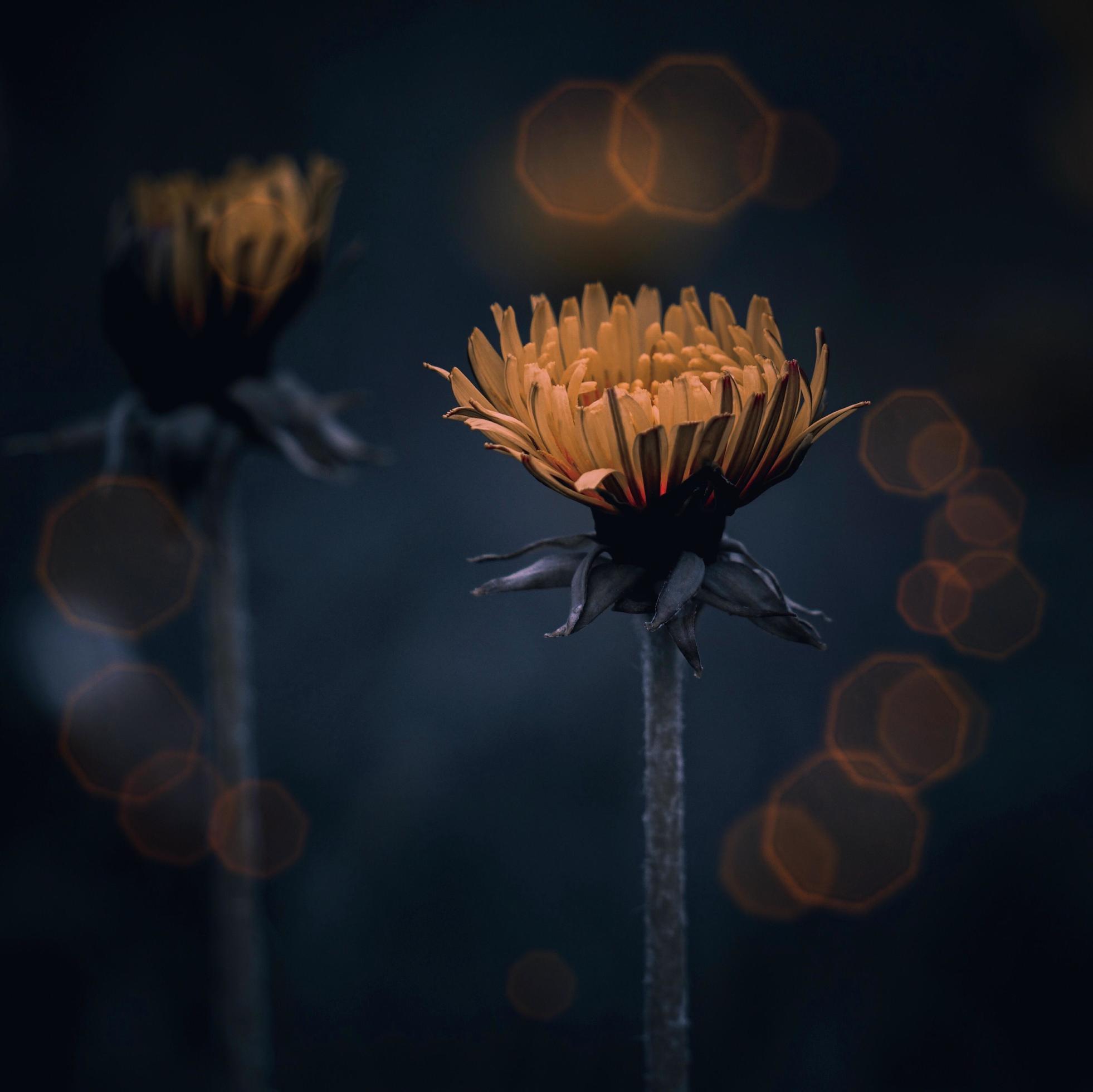 Yellow flower in the spring season Stock Free