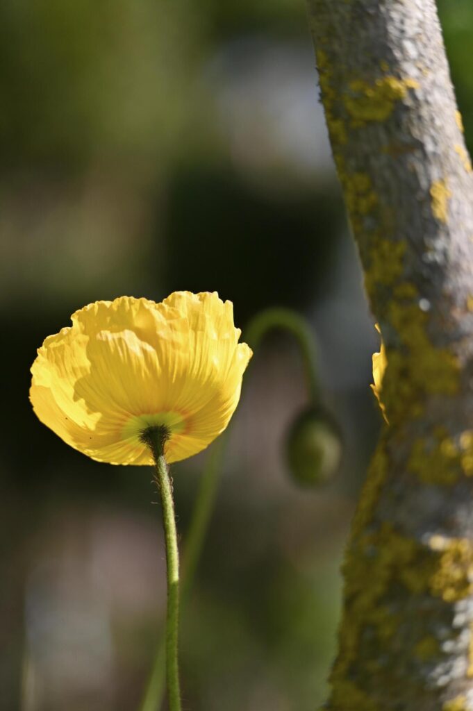 fragile yellow poppy flower on a green background Stock Free